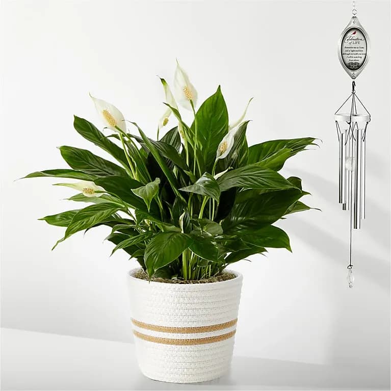 Celebration of Life Windchime & Plant Bundle