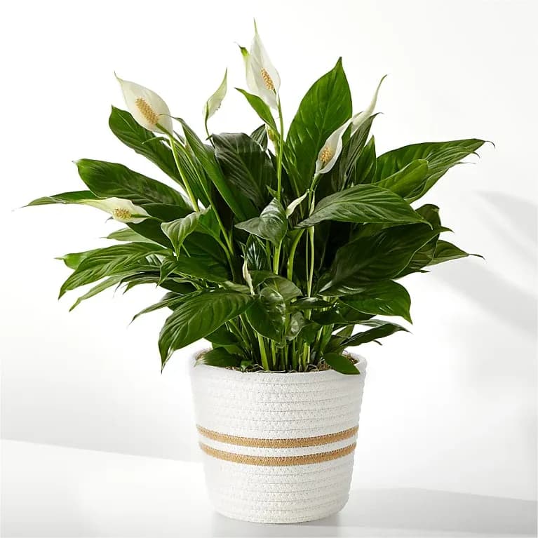 Peace Lily Plant