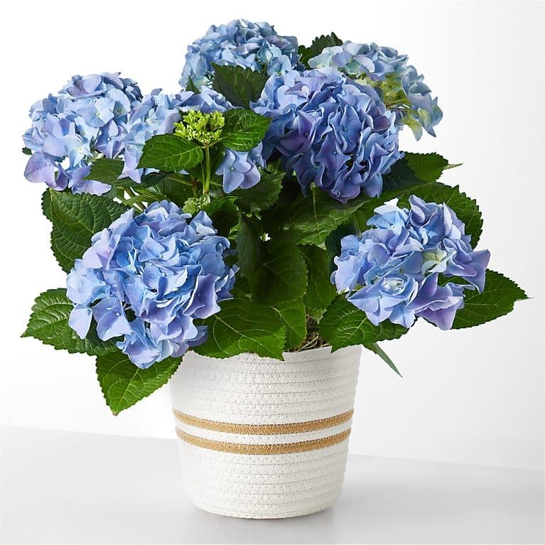 Beyond Blue Hydrangea