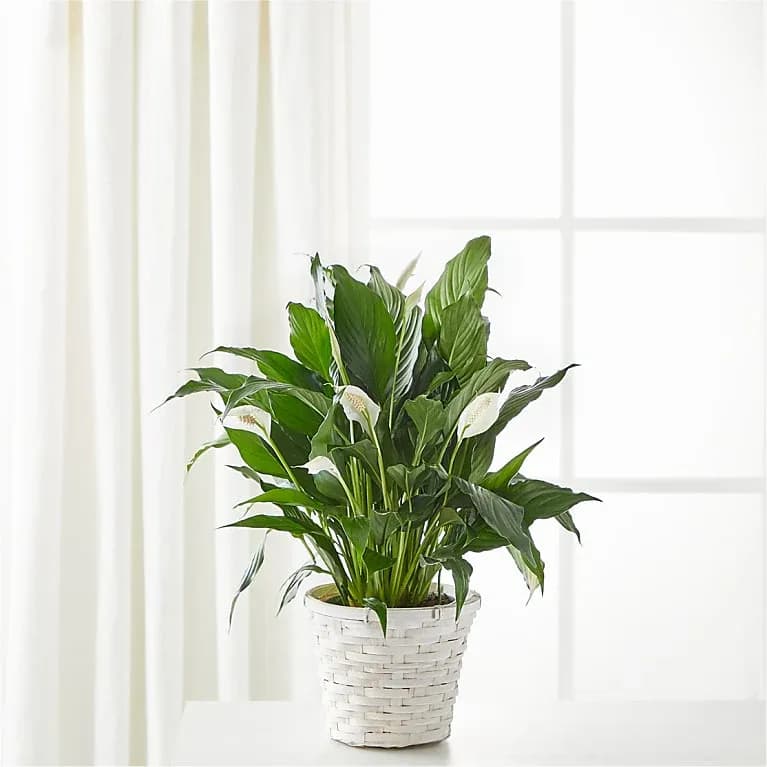 A New Leaf Peace Lily Standard