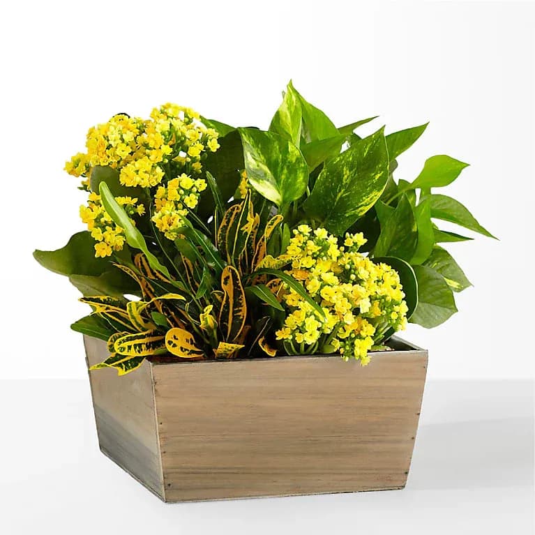 Sunshine & Joy Garden